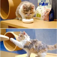 油画帮小咪们试吃蓝爪全价猫粮