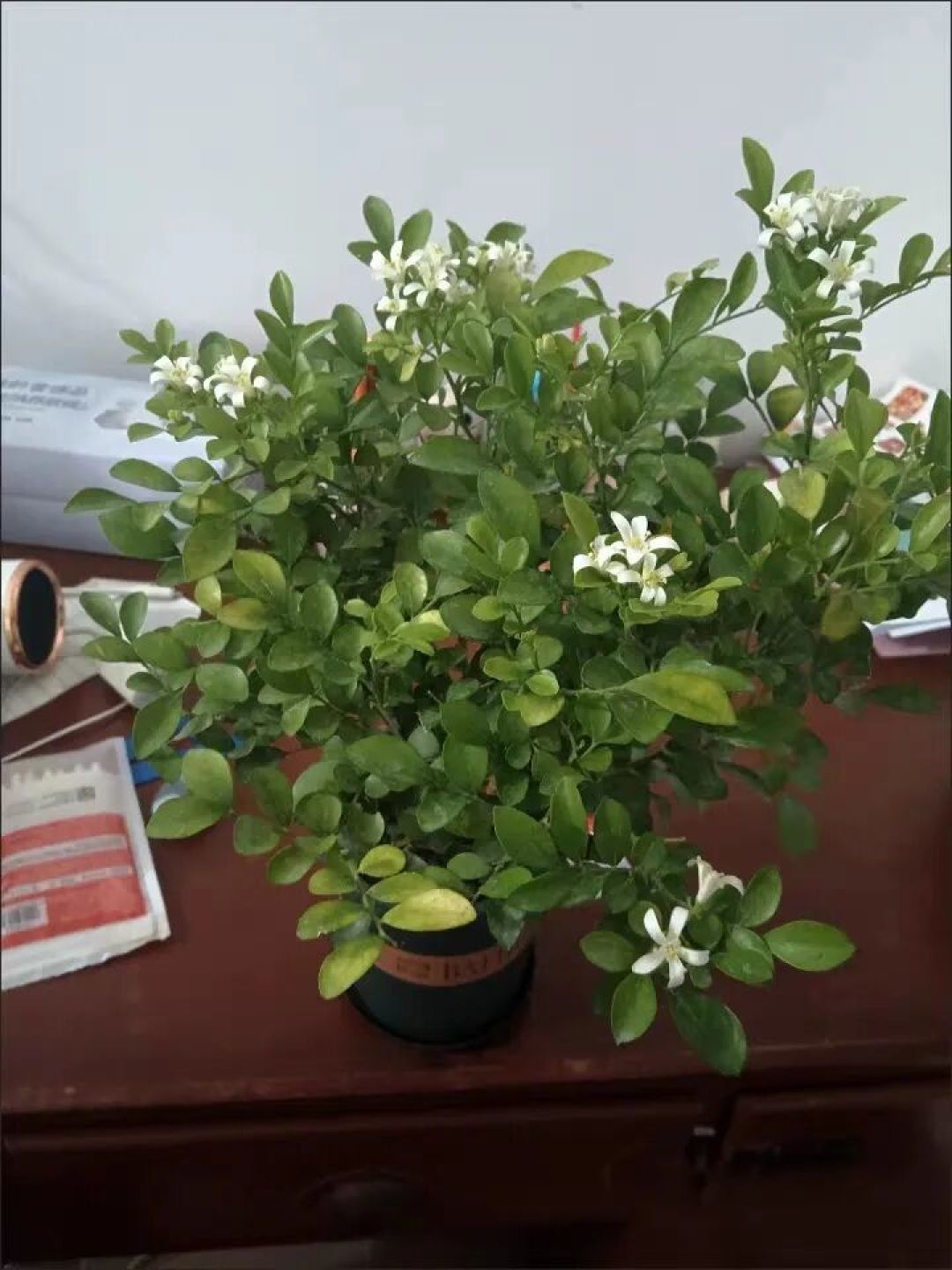 花期超长的5种花,养 1 盆赏半年