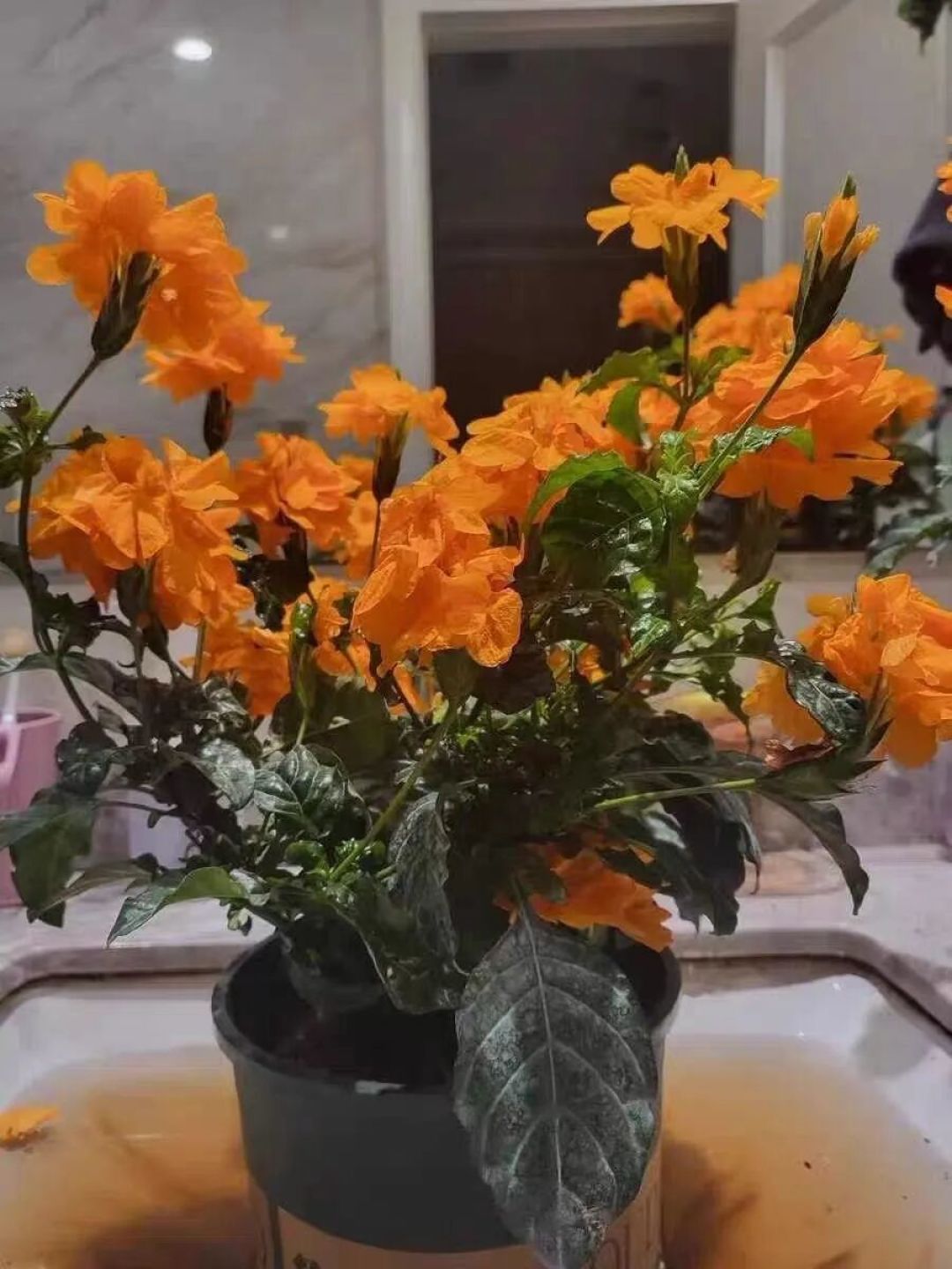 花期超长的5种花,养 1 盆赏半年