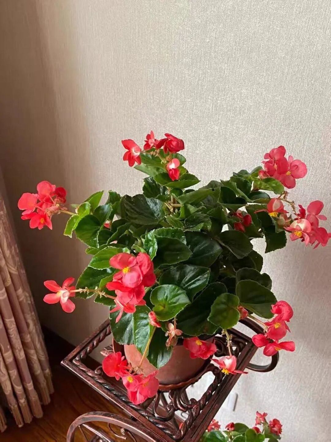 花期超长的5种花,养 1 盆赏半年