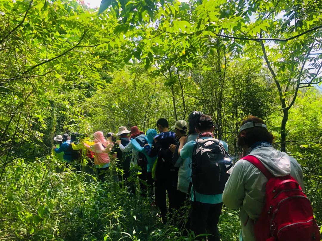 1月-2月来腾冲亲子旅游推荐这⑩个小众深度玩法,高黎贡山毛毛球森林徒步,荒野厨房,火山热海地质奇观,保山小粒咖啡品鉴