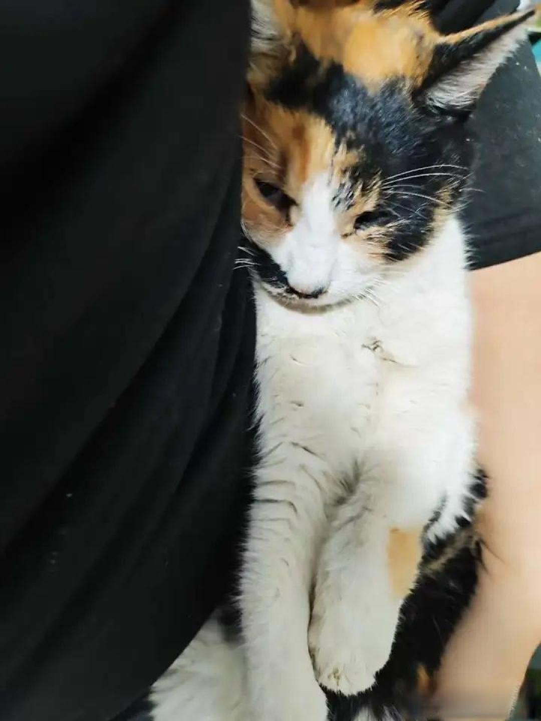 都说「猫,谁给饭吃我还是很清楚的」,猫咪真的能区分投喂者并建立更深联系吗?