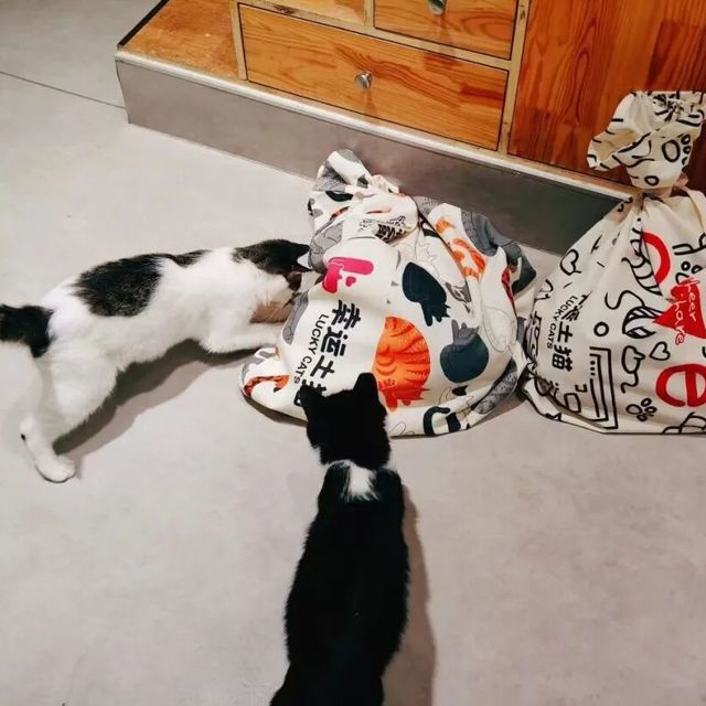 TNR好物指南｜从抓捕到放归，装备一篇搞定！