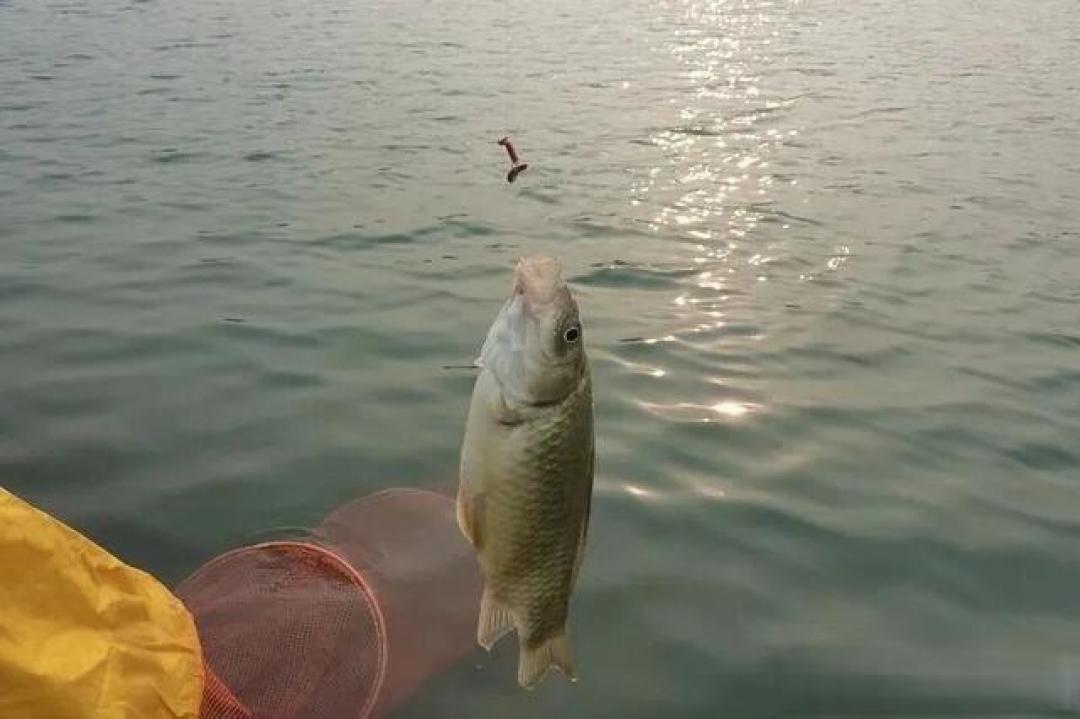90%钓友都错了！冬钓用饵的5大陷阱，踩一个就别想上鱼！