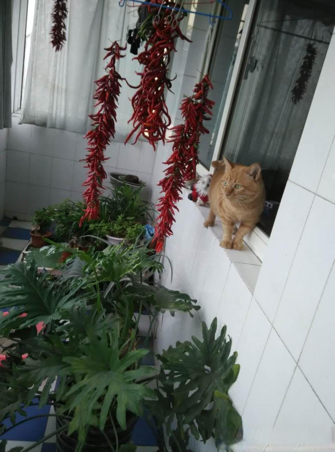 我没有很多钱，但是我想养猫，怕给不了它很好的生活，有没有猫猫主人回复一下我你们养崽一个月要花多少？