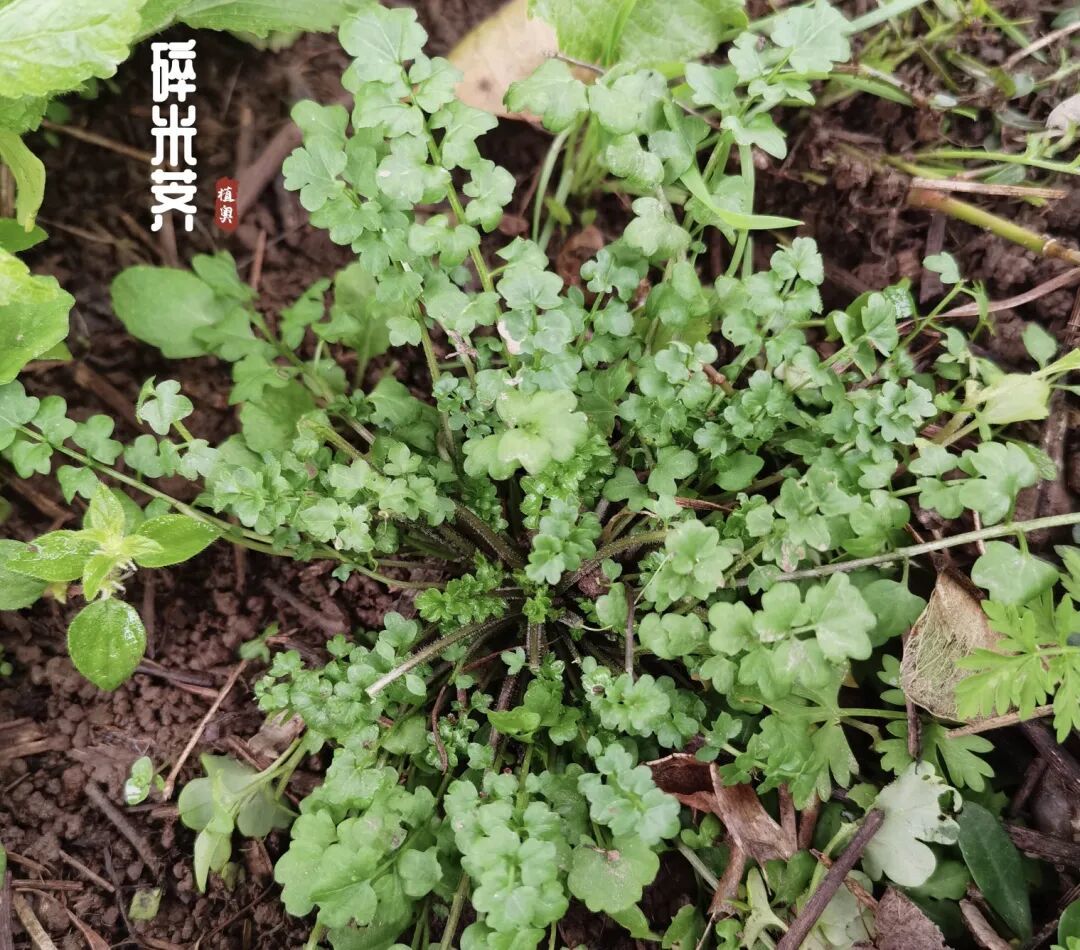 10种冬天必吃的野菜,哪一种你不认识?