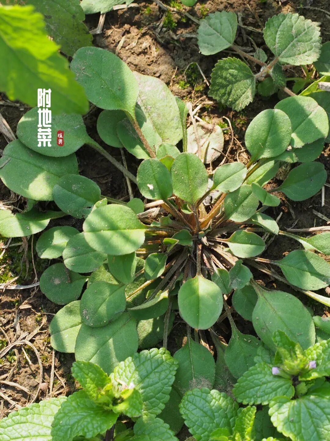 10种冬天必吃的野菜,哪一种你不认识?