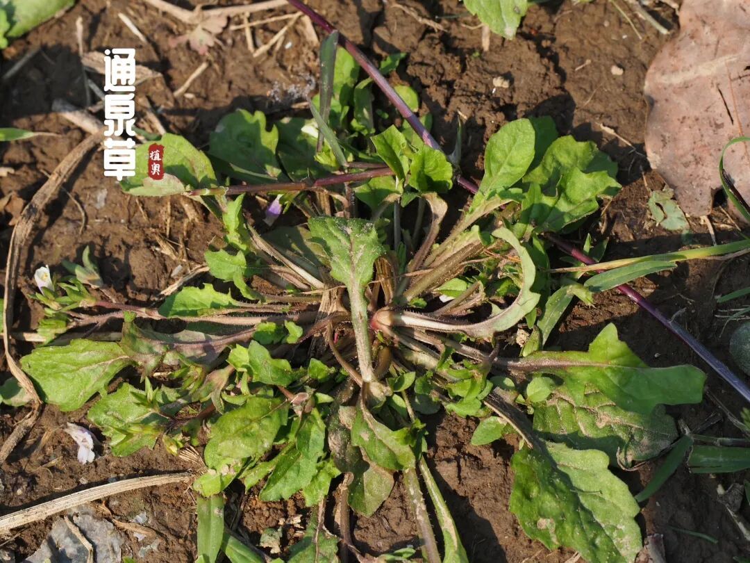 10种冬天必吃的野菜,哪一种你不认识?