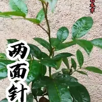 一天认识一样中药草本知识,今天了解一下中药草本《两面针》#植物科普 #每天跟我涨知识 #中草药知识 #草药分享 #草药植物知识百科大全