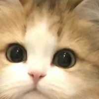 新手养猫必修课：手把手教你挑选优质猫粮
