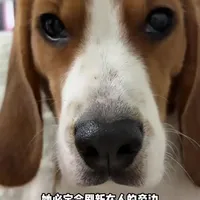 比格:有吃的我可以忘记全世界
#纯爪之愈 #纯爪之愈磨牙零食 #狗狗零食 #新手养狗#多妹的一天
