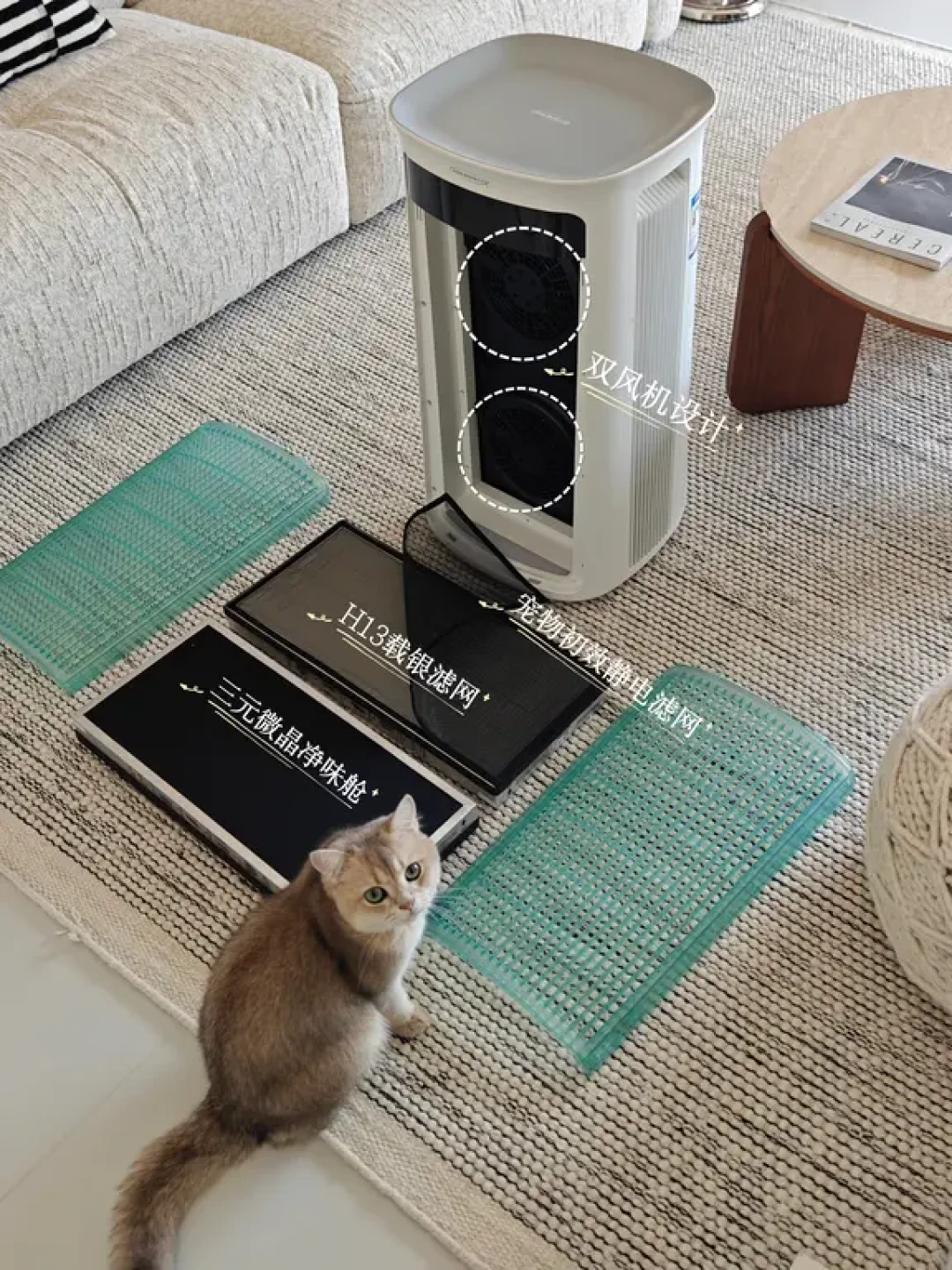又是一年,和猫守着这方被净风轻拂的小天地