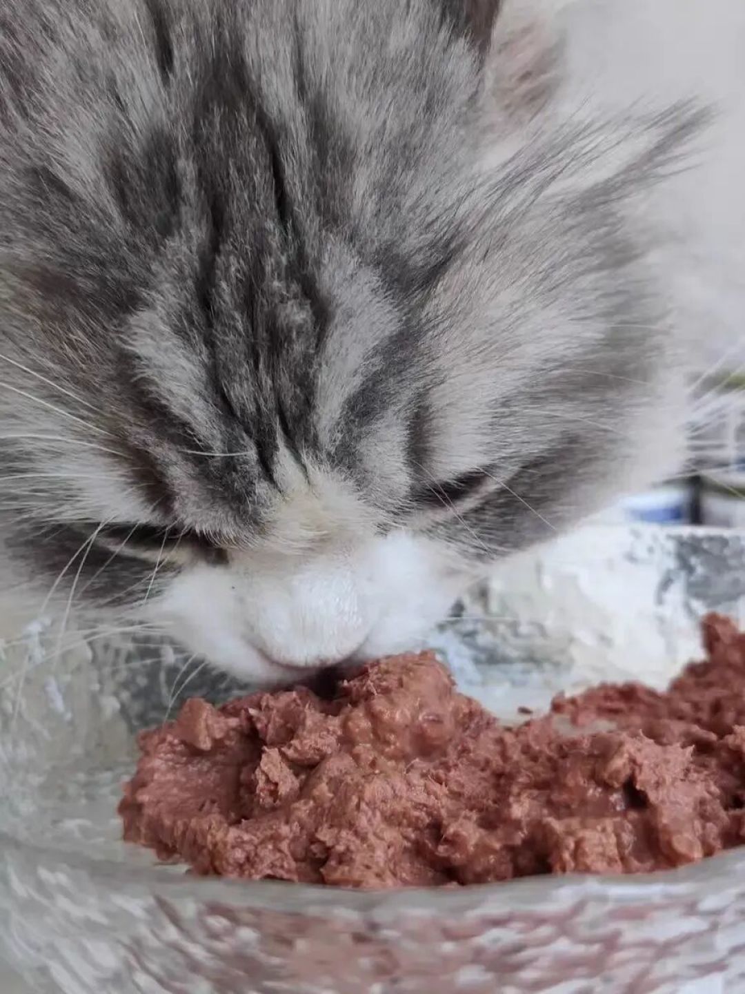 快加收藏！从夯到拉教你选择猫咪湿粮