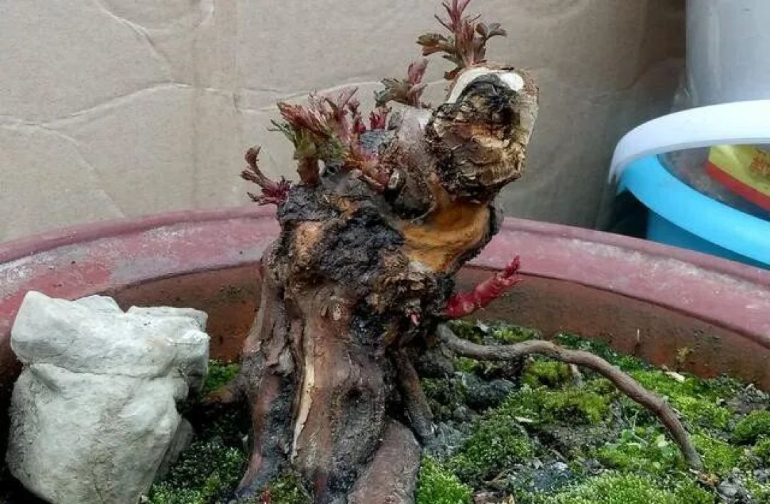 喜欢老桩盆景,该怎么拥有?老花匠:将新苗养成老桩才是最佳选择
