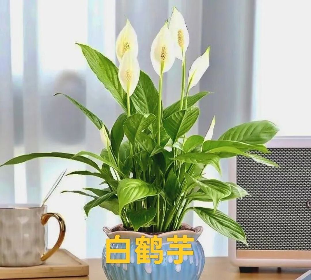 俗话说：“4种花”养在家里，花旺人更旺，因为它们是“吃毒花”，这不是迷信！别不信！