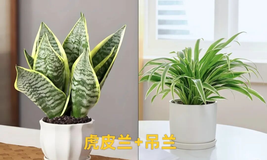 俗话说：“4种花”养在家里，花旺人更旺，因为它们是“吃毒花”，这不是迷信！别不信！