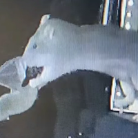 欧洲老鼠已学会空中捕猎蝙蝠，下一步是不是要长獠牙了？