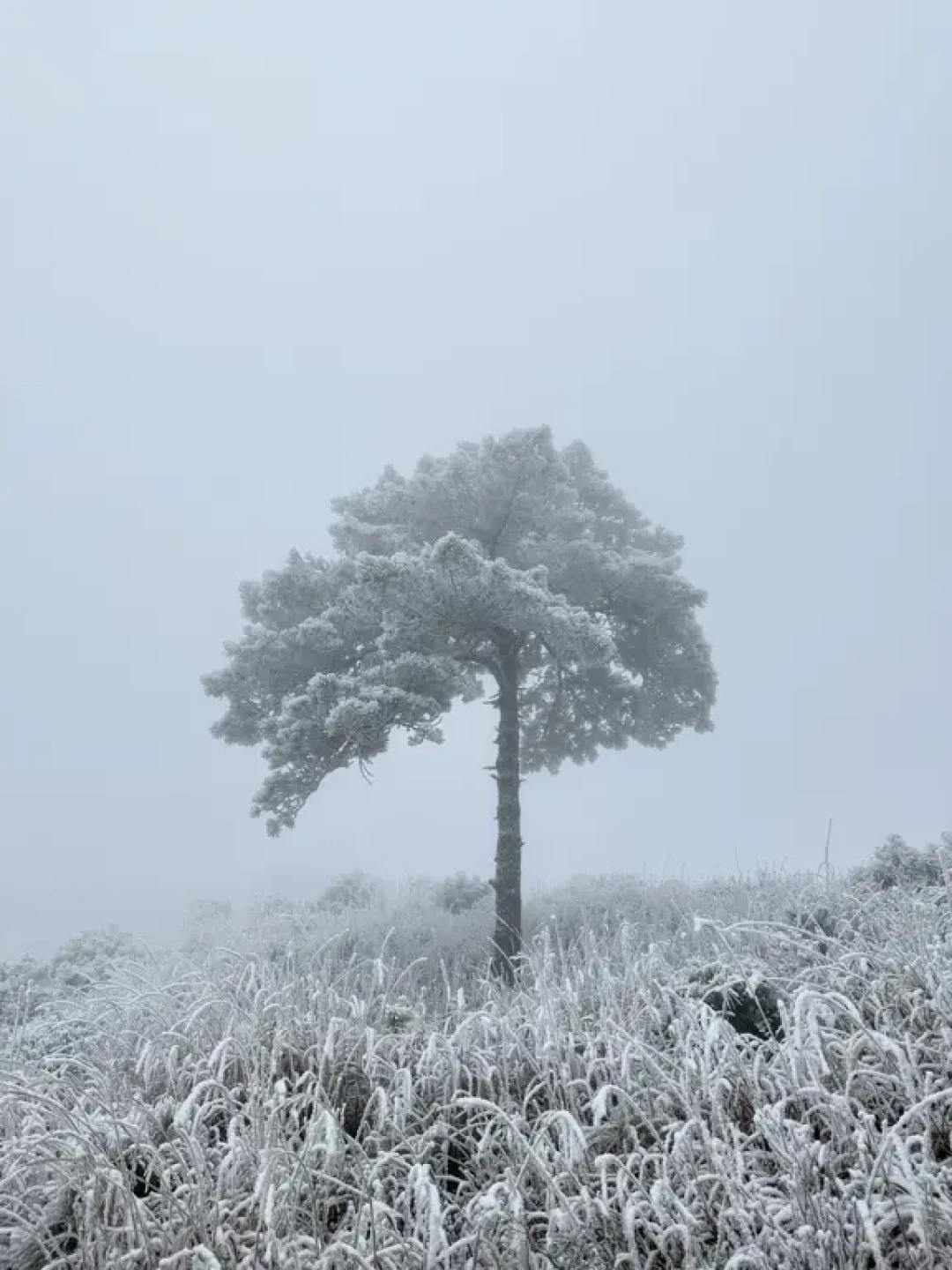 武功山又要下雪啦| 追雪攻略很重要❄️