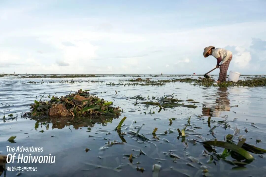 赶海与海草,有关系吗?| 深蓝推荐