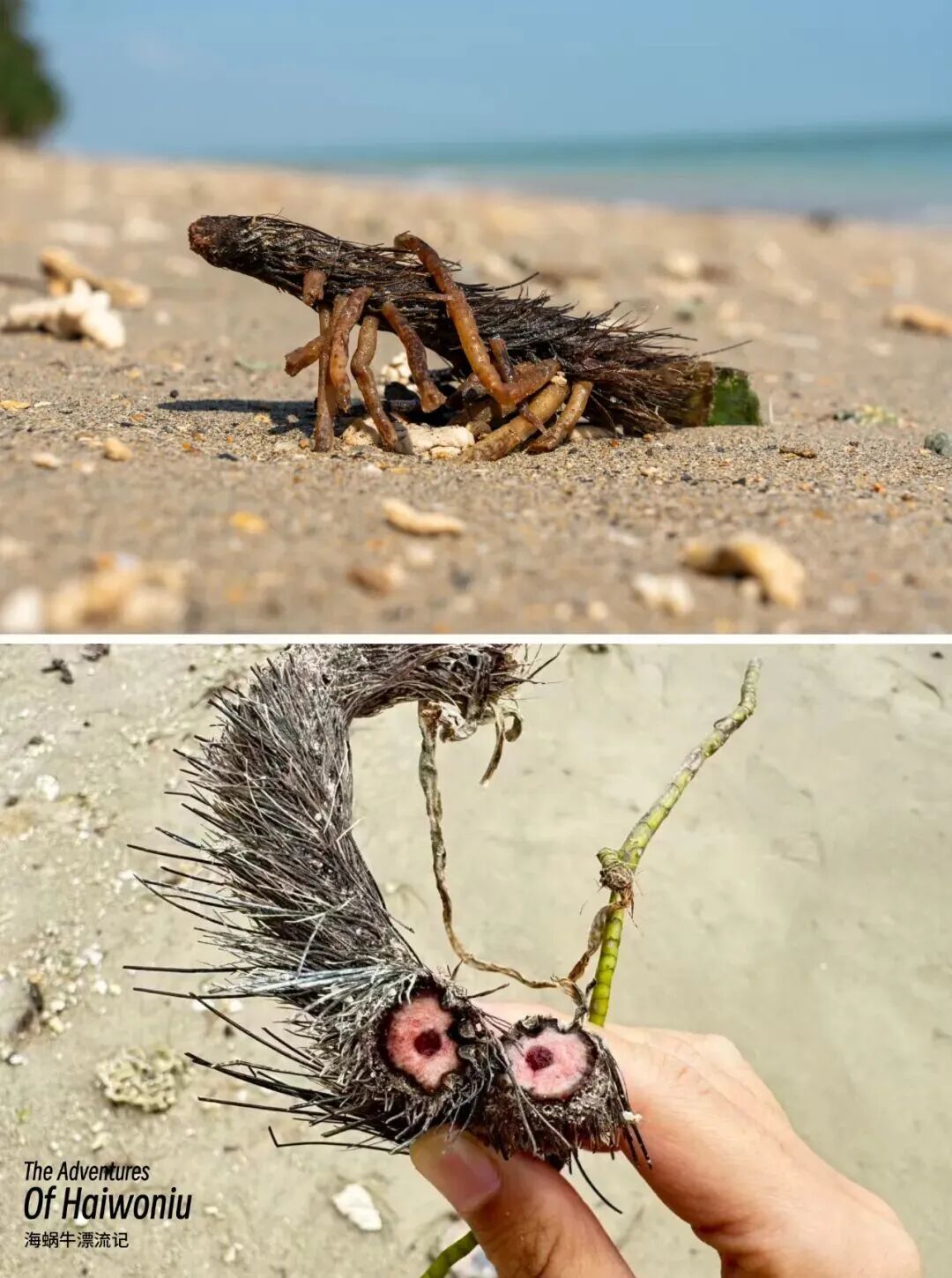 赶海与海草,有关系吗?| 深蓝推荐