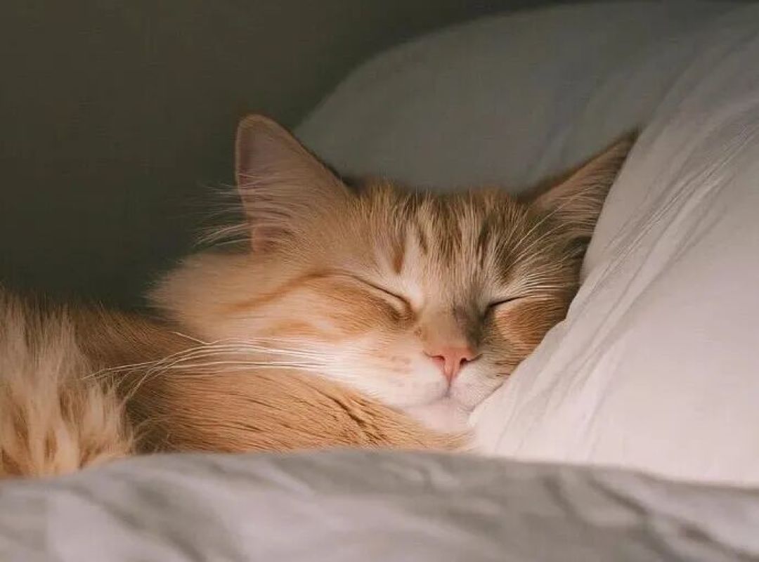 铲屎官必看的100条养猫常识(1-25)