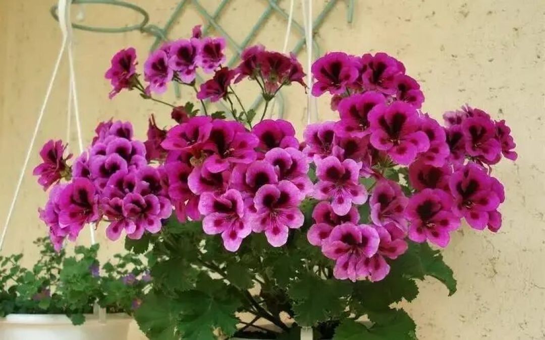 2月后这些花赶紧 “剃个头”!新芽花芽挤爆盆,轻松开成大花球