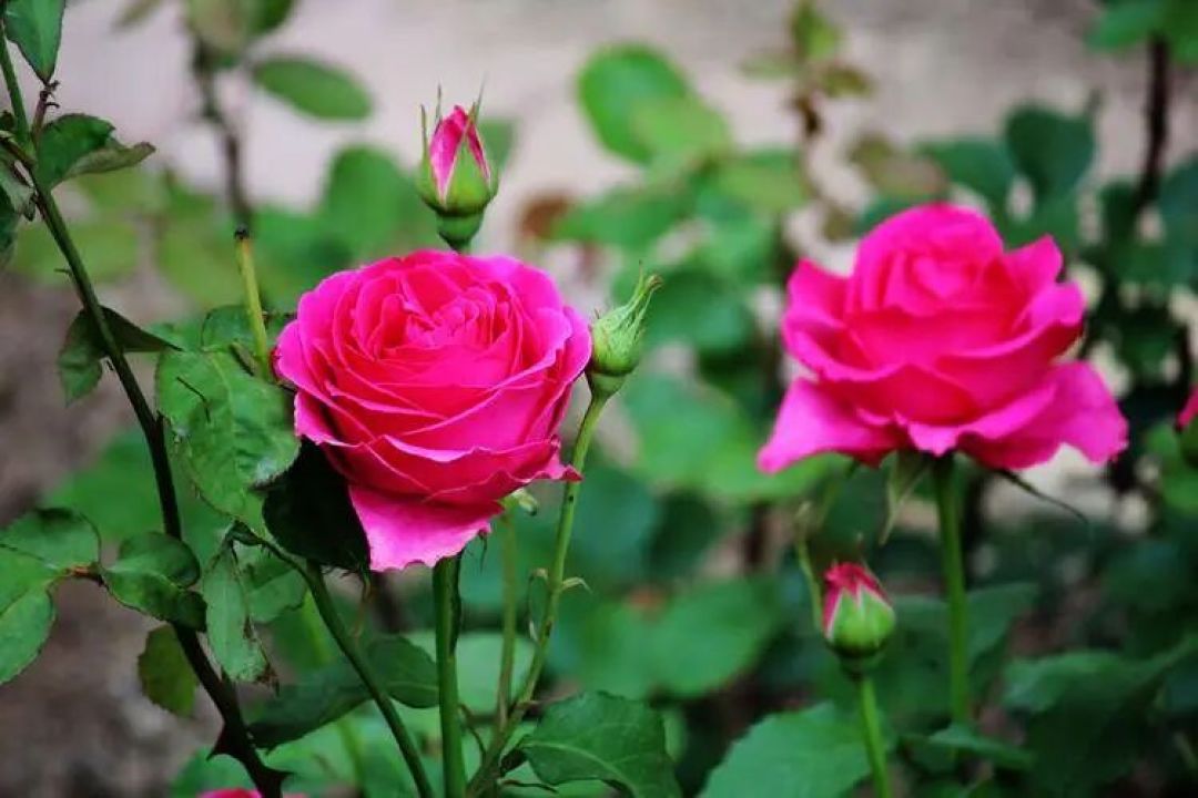 2月后这些花赶紧 “剃个头”!新芽花芽挤爆盆,轻松开成大花球