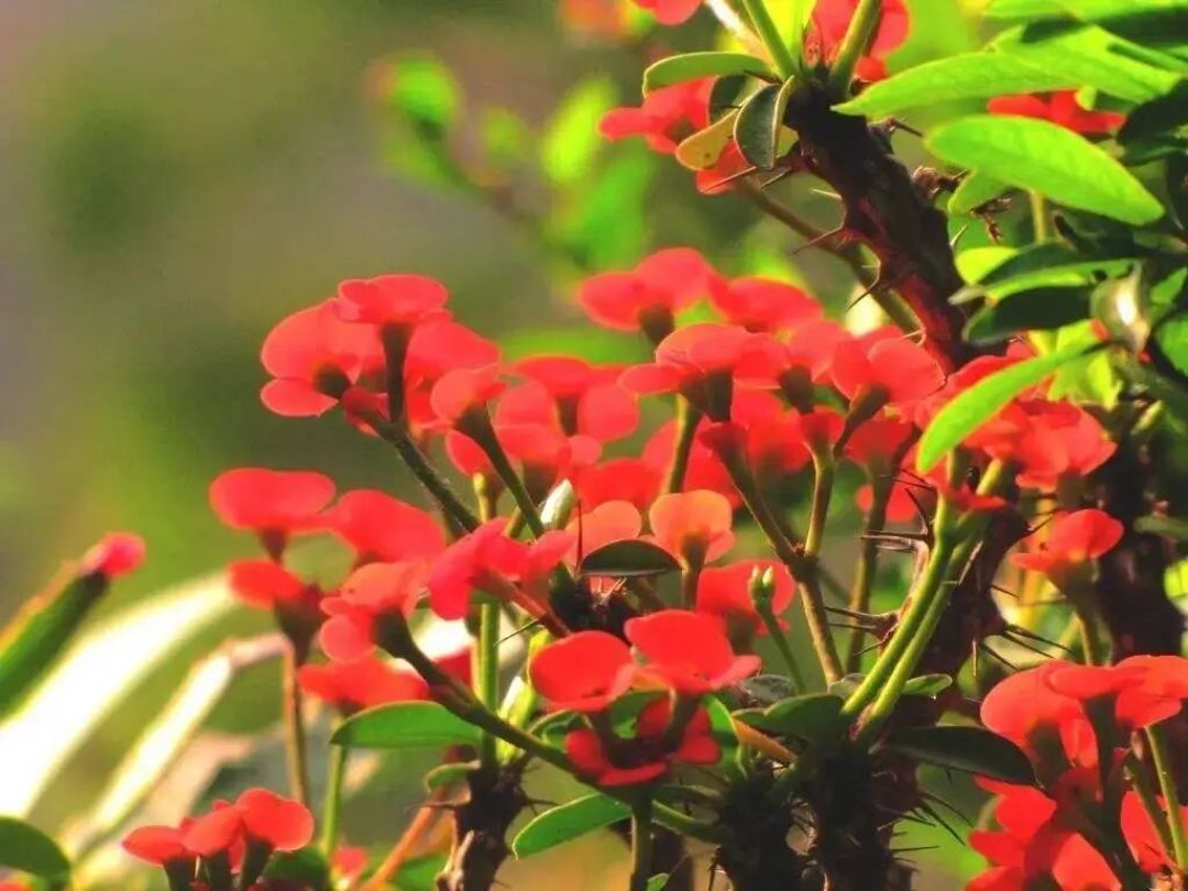 2月后这些花赶紧 “剃个头”!新芽花芽挤爆盆,轻松开成大花球