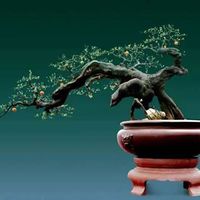 半根半干半悬崖造型的专业方案，助你打造极具张力的盆景作品
