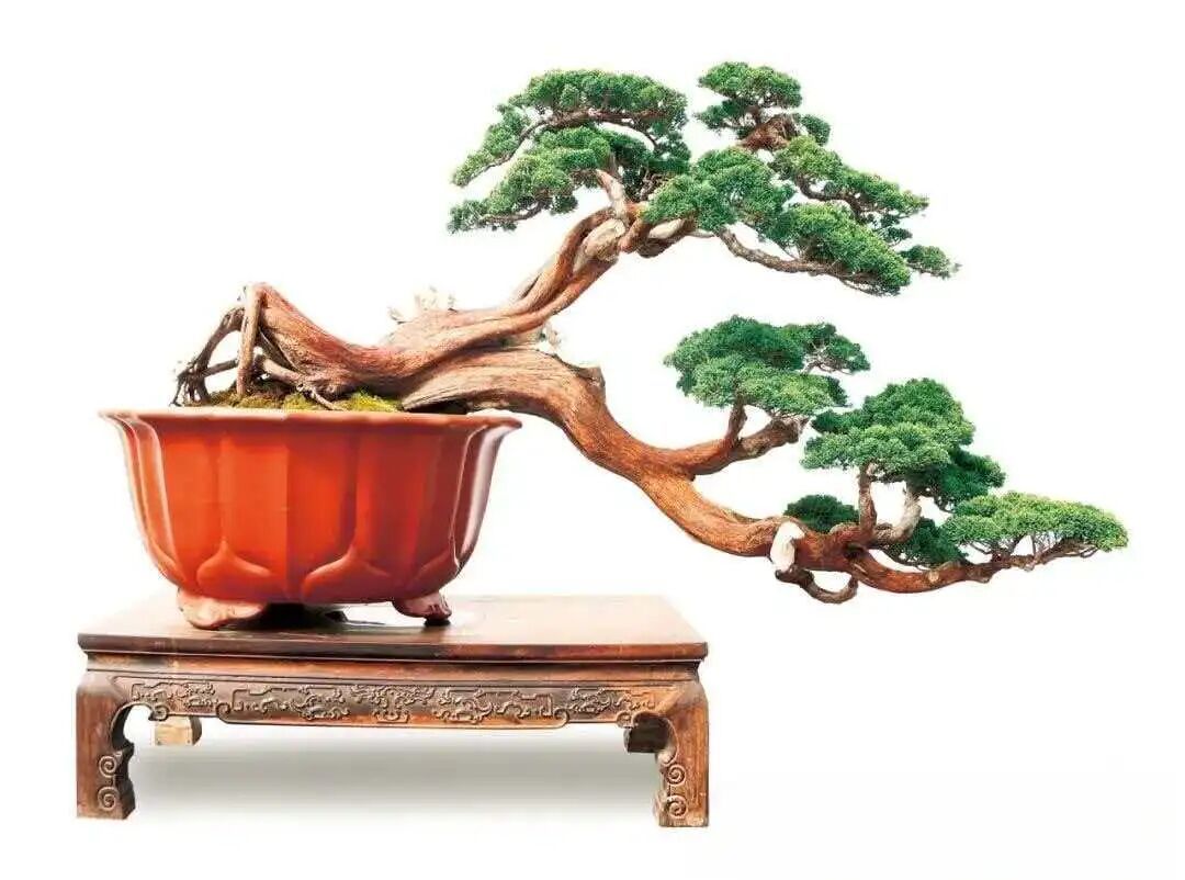 半根半干半悬崖造型的专业方案，助你打造极具张力的盆景作品