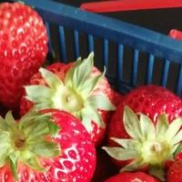 10元草莓和300元草莓有什么区别？快来看看不吃亏！