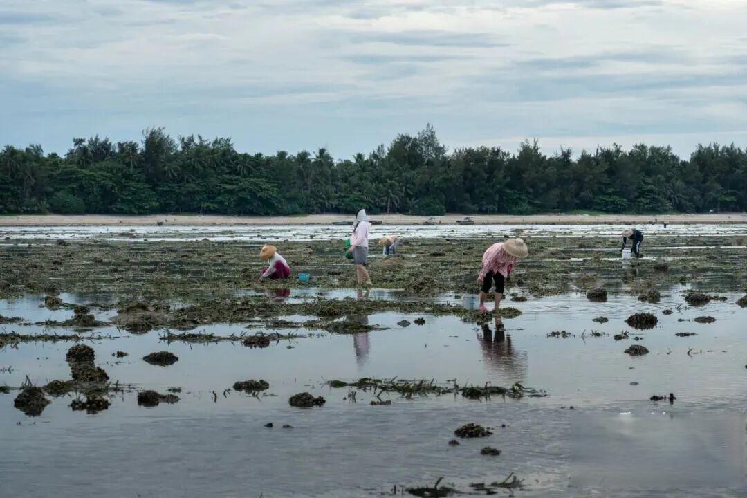 赶海与海草,有关系吗?| 深蓝推荐