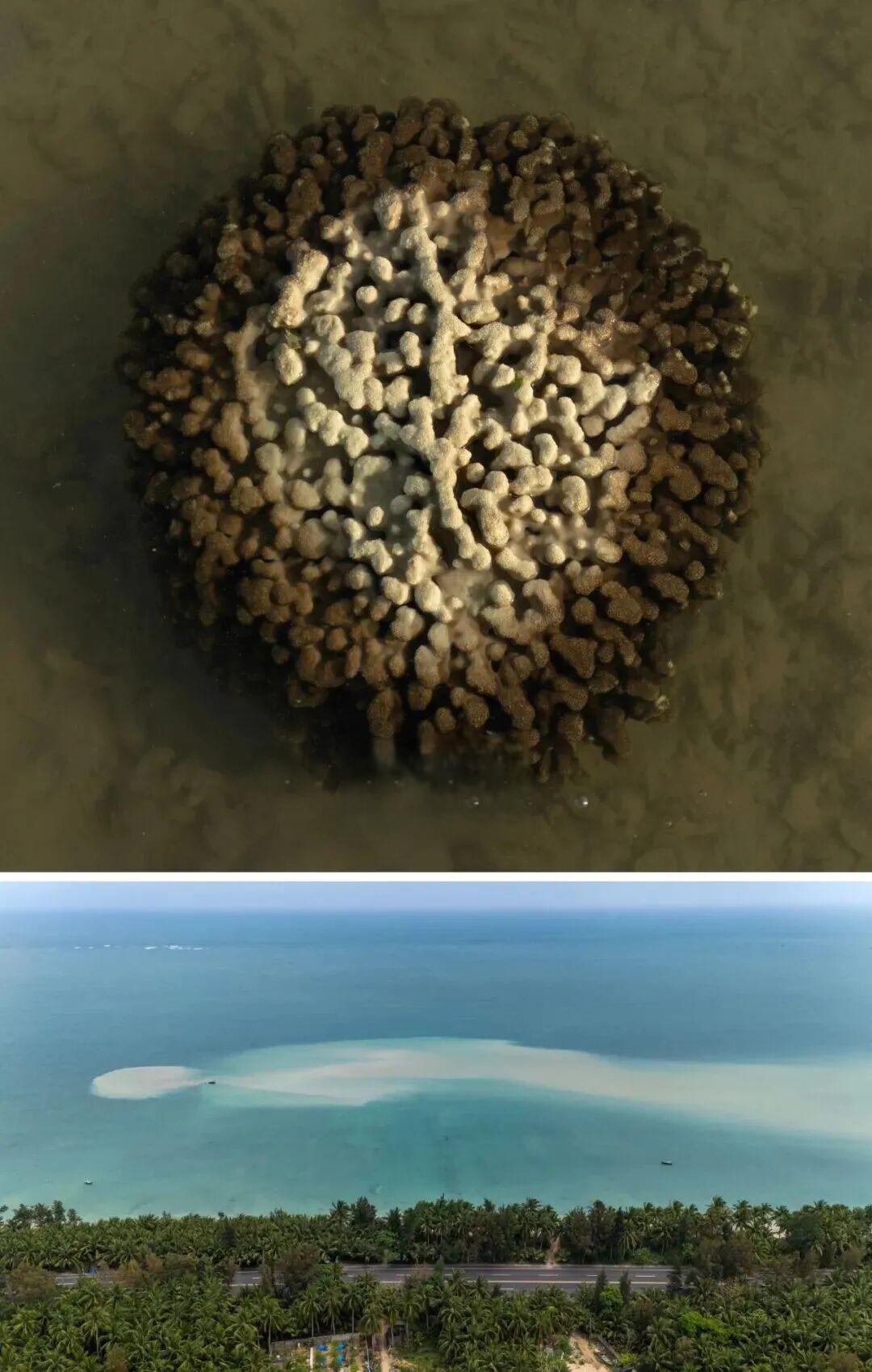 赶海与海草,有关系吗?| 深蓝推荐