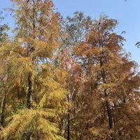 冬日带娃解锁👉中山金钟湖落羽杉🍂水生路线