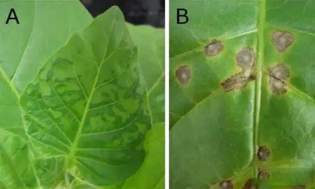 科普丨植物没有免疫系统,但是植物在存活时不会腐烂,死亡后会腐