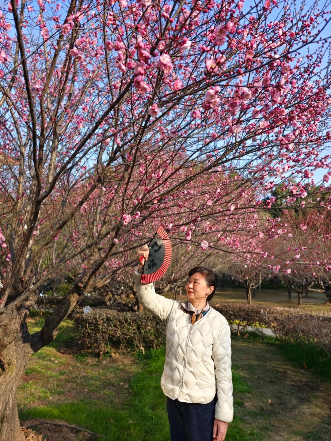 武汉华科梅花实拍|带妈妈赏花拍照保姆攻略