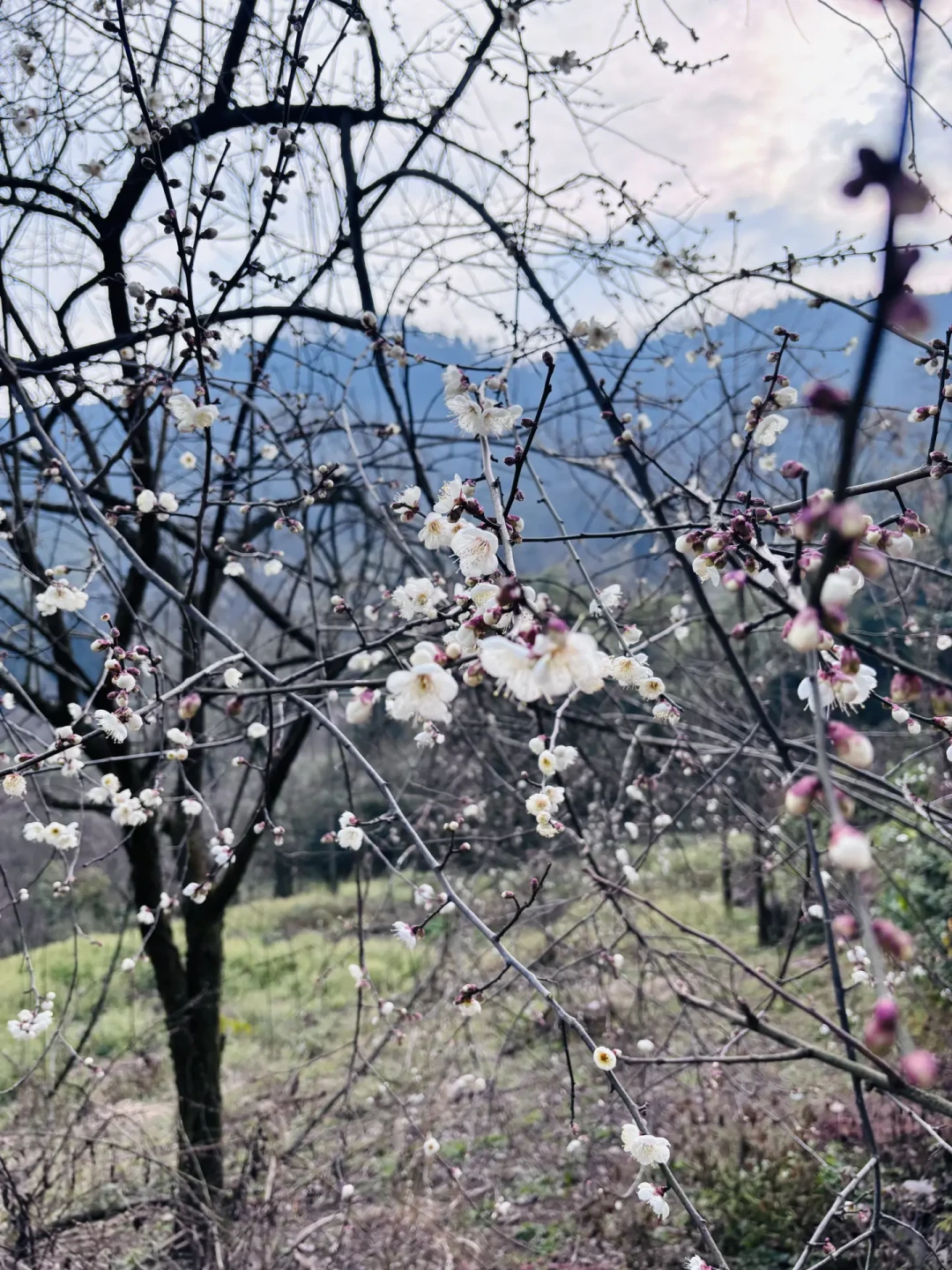 冬日梅花🌸秘境|大邑三元场9公里亲子徒步