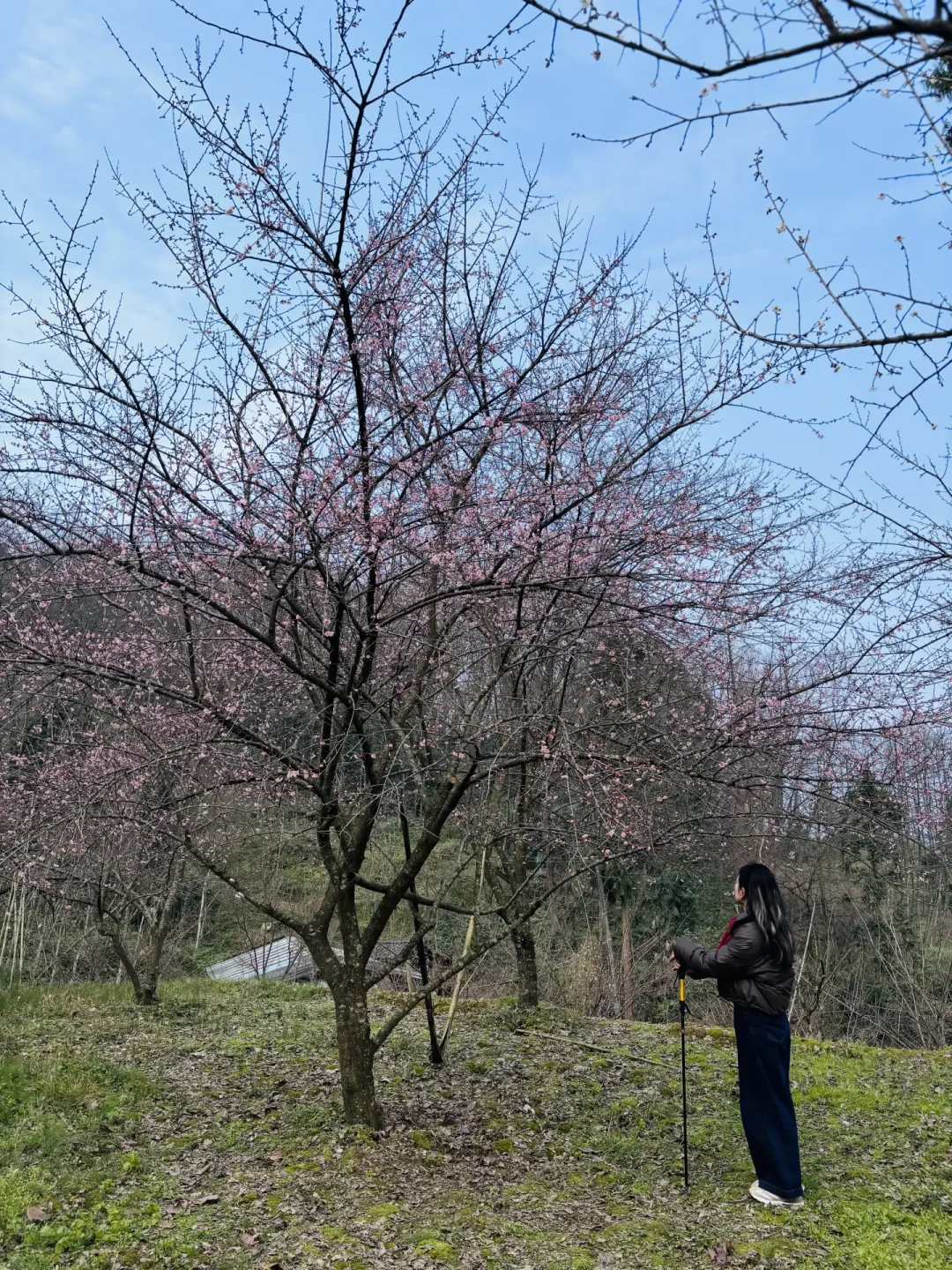 冬日梅花🌸秘境|大邑三元场9公里亲子徒步