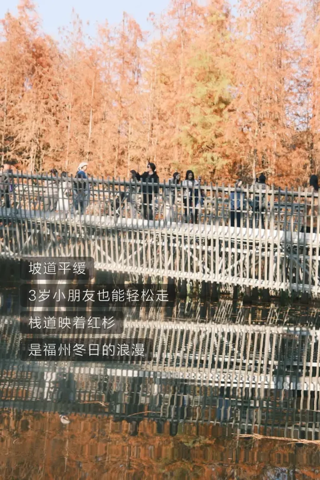 福州遛娃｜3岁娃也能刷的福道水杉路线