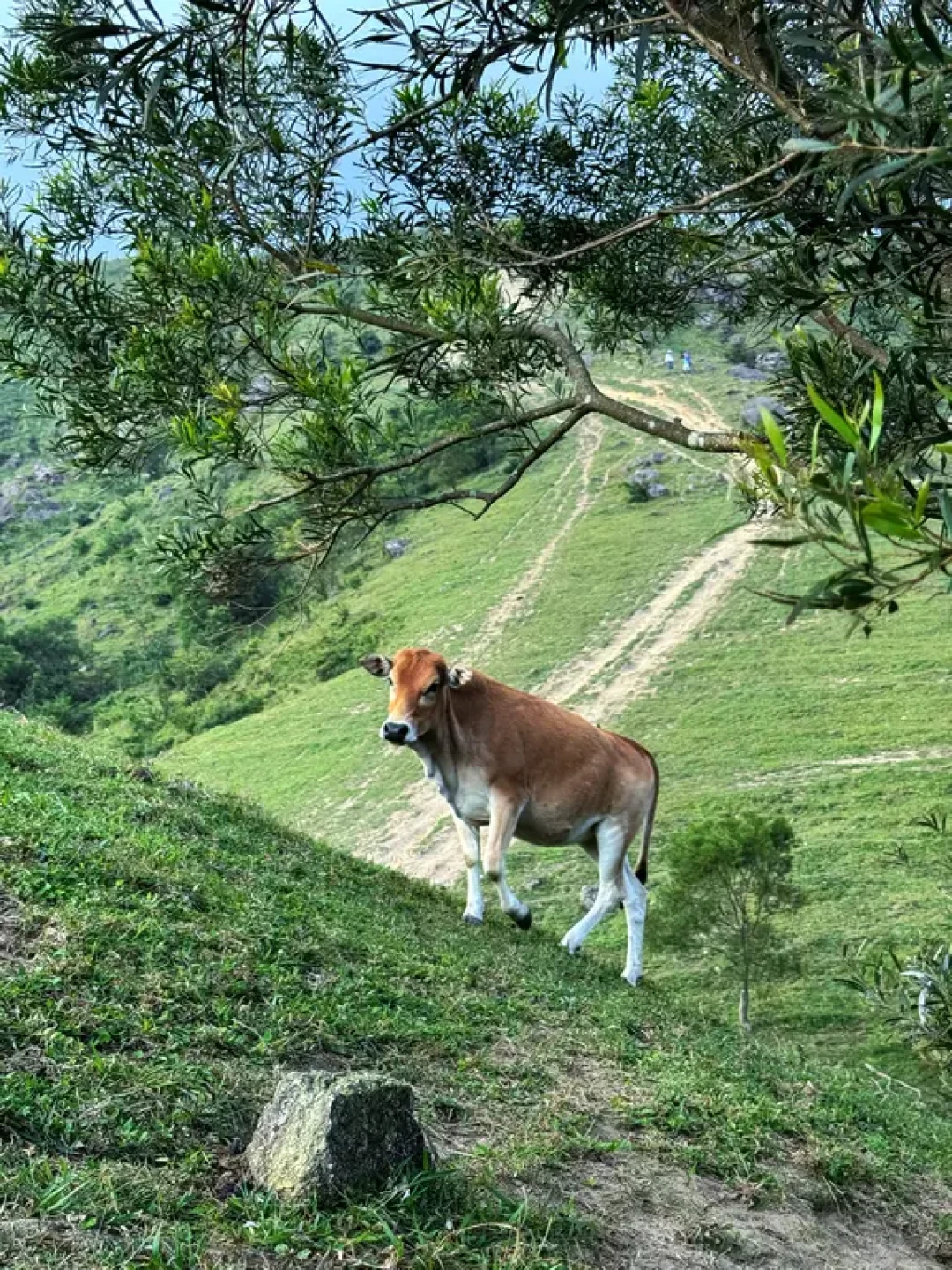 我走过最惊艳的山不是江西武功山,而在广东