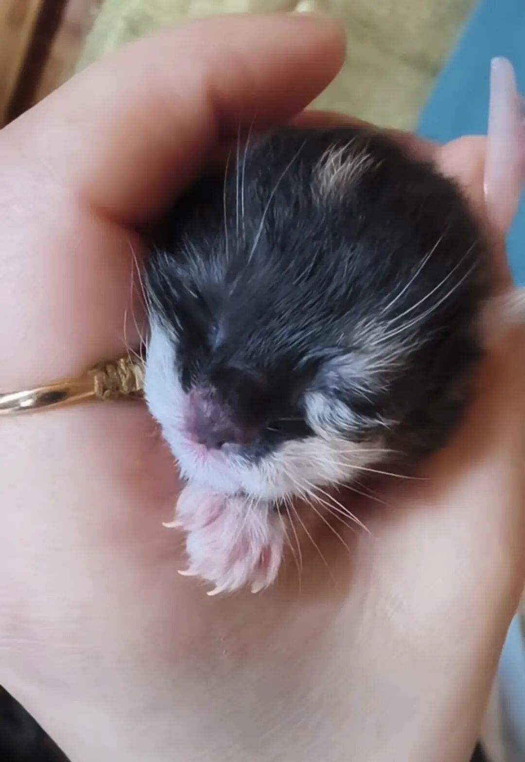 达慧心灵小屋——收养流浪猫后带给我的启示和内在的改变