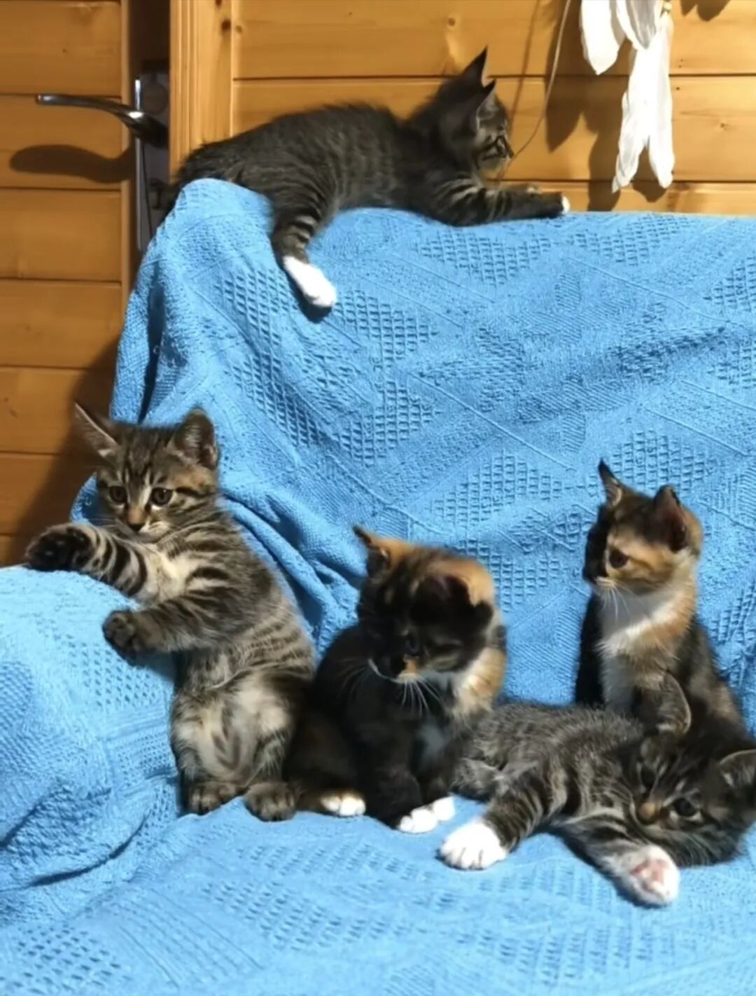 达慧心灵小屋——收养流浪猫后带给我的启示和内在的改变