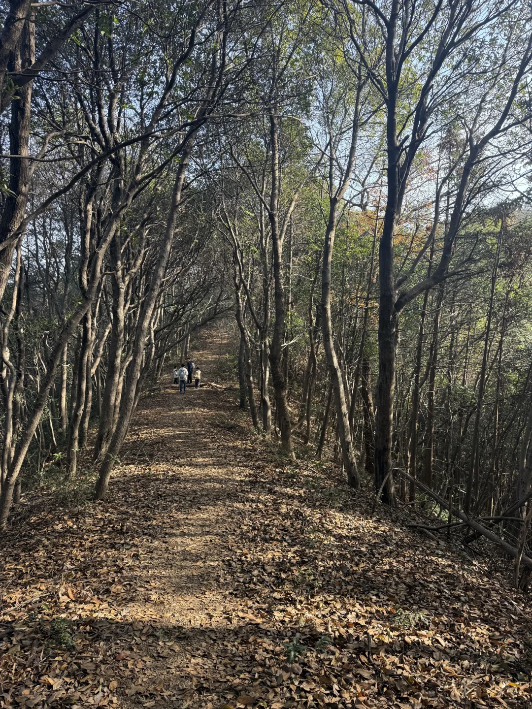 大口吸氧🍃兰亭笔架山小环线亲子徒步路线