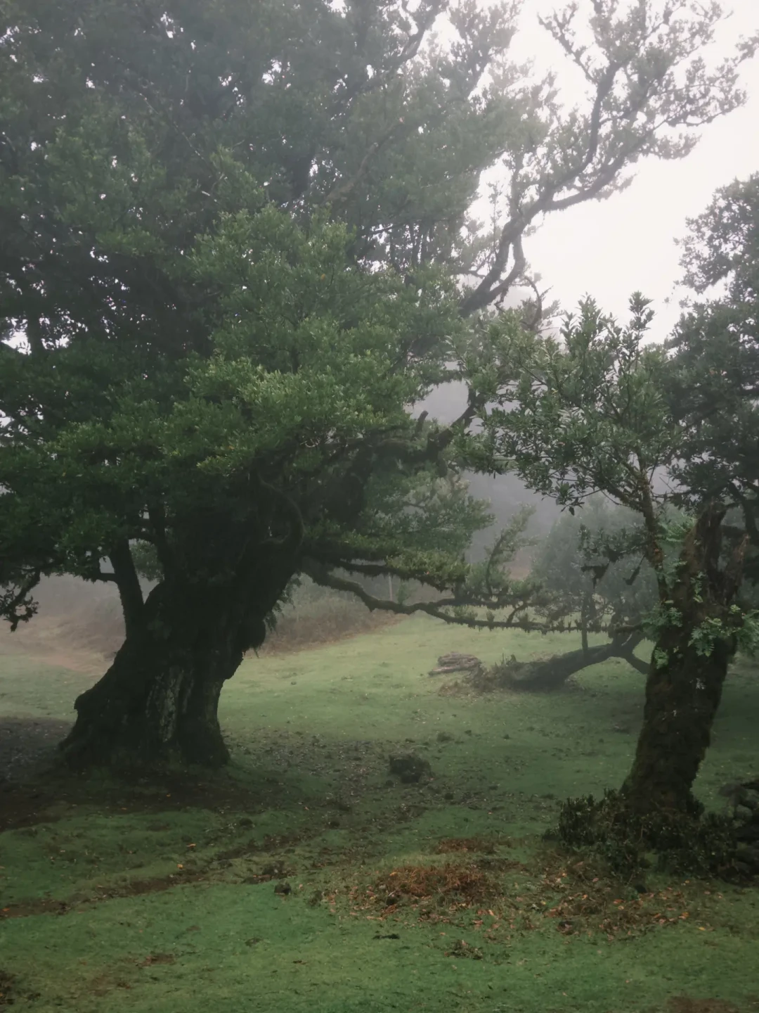 欧洲唯一千年迷雾森林Fanal Forest🌲