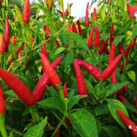 火锅底料的灵魂：辣椒种类怎么选？一张风味地图帮你避坑