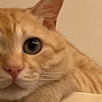 老猫吃什么猫粮好？2026呵护高龄老猫的优质猫粮推荐！