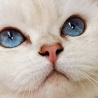 优质猫粮怎么选？2026 权威排行榜帮你避开选购坑！