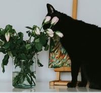 猫粮到底是为了方便还是为了营养均衡？2026优质国产猫粮推荐分享