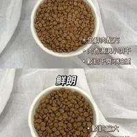 诚实一口黑金vs鲜朗烘焙猫粮真实喂养反馈