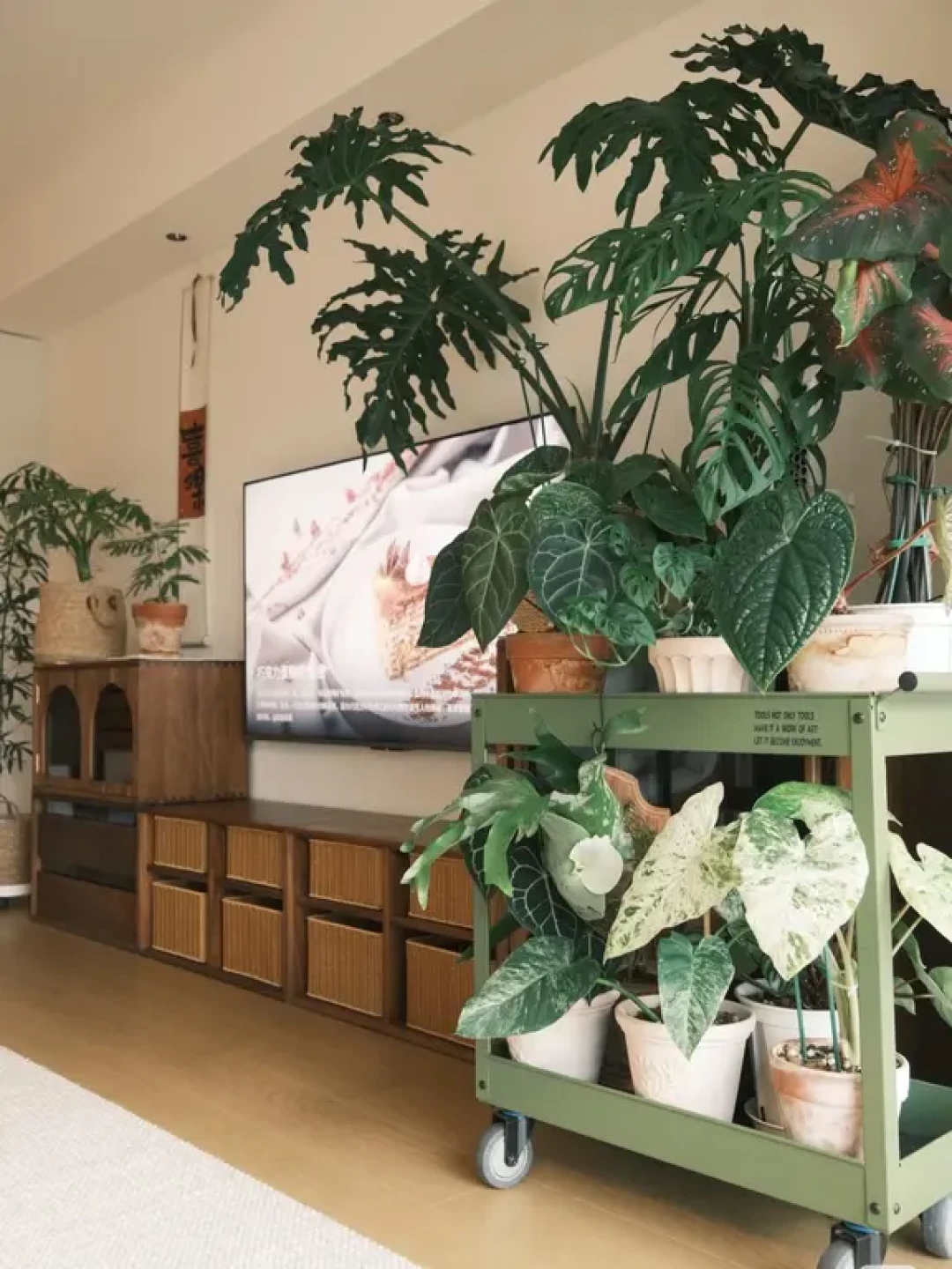 阳台植物角2年|哪些容易活?哪些容易死?
